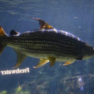 Rivers of the World - Lake Tanganyika - African Tigerfish