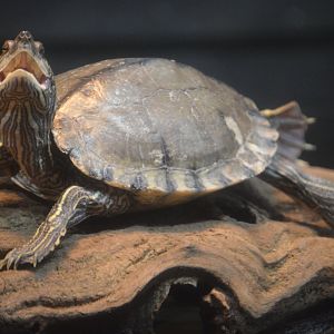 Delta Country - Barbour's Map Turtle