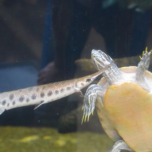 Delta Country - Spotted Gar and River Cooter