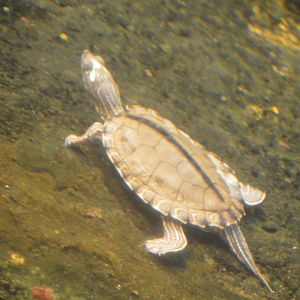 Delta Country - Pearl River Map Turtle