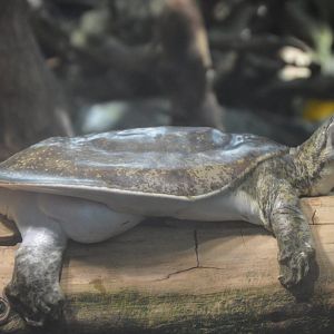 Delta Country - Florida Softshell Turtle