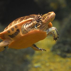 Delta Country - Yellow-blotched Map Turtle