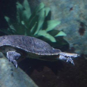 Amazon Flooded Forest - Spotted-bellied Side-neck Turtle