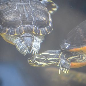 Delta Country - River Cooter and Florida Redbelly Turtle