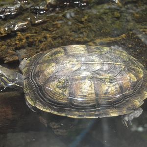 Turtles of the World - Vietnamese Pond Turtle