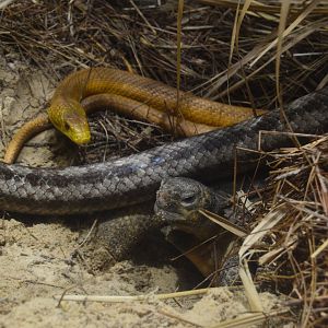 Delta Country - Gopher Tortoise and Eastern Ratsnake