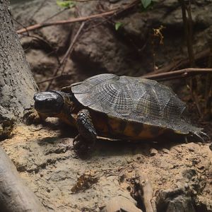 Turtles of the World - Wood Turtle
