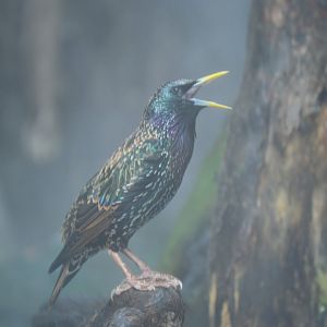 Delta Country - European Starling