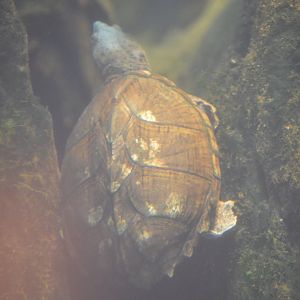 Delta Country - Razorback Musk Turtle