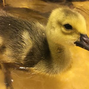 Canada Goose gosling (Branta canadensis)