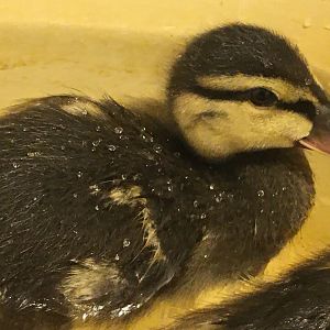Mallard duckling (Anas platyrhynchos)