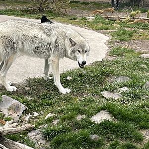 Hoodoo Pack alpha male