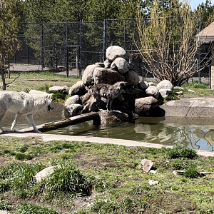 Hoodoo Pack alpha male and female