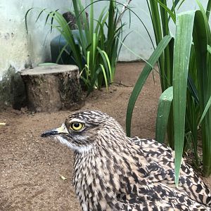 Spotted Thick-knee (Burhinus capensis)