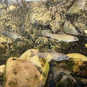 Juvenile Arctic Grayling