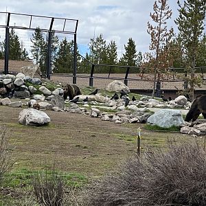 Subadult female grizzlies Seeley and Condi