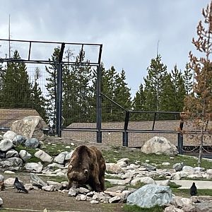 Sam, the mighty Grizzly