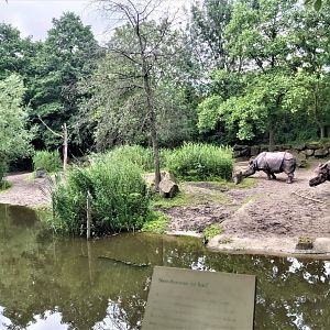 Indian rhino(ceros) enclosure