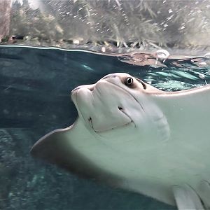 Cownose ray