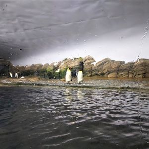 Biggest part of the king penguin and Antarctic gentoo penguin enclosure