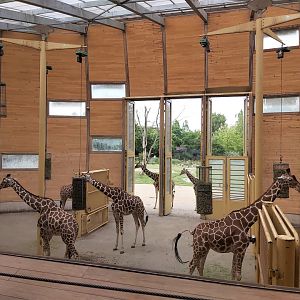 Reticulated giraffe indoor enclosure