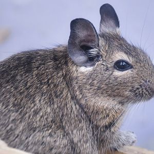 Common Degu (Octodon degus)