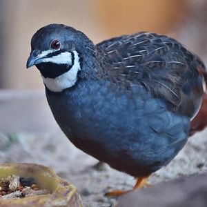 King Quail (Synoicus chinensis)