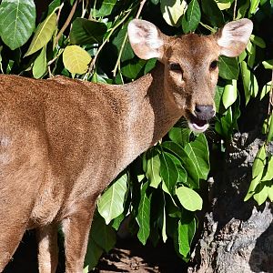 Indian Hog Deer (Axis porcinus)