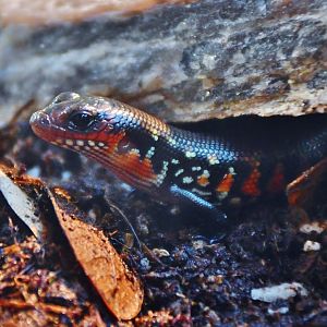 Fire Skink (Lepidothyris fernandi)