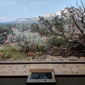 Juniper Pinyon Woodland Diorama