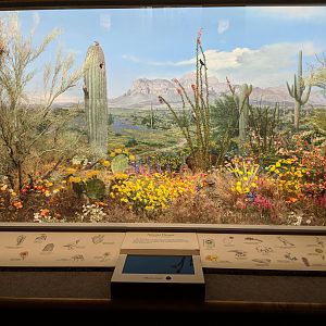 Arizona Desert Diorama
