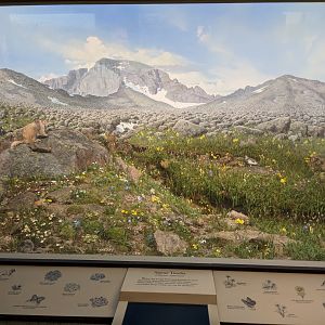 Alpine Tundra Diorama