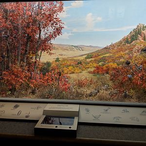 Jarre Canyon Diorama