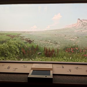 Plains Grassland Diorama