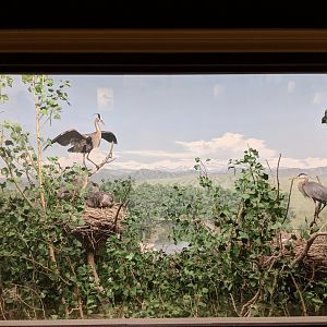 South Platte River Diorama