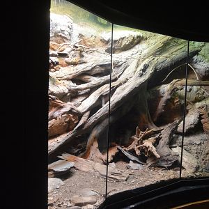 Scaly Slimy Spectacular - Black Beaded Lizard and Guatemalan Beaded Lizard Exhibit