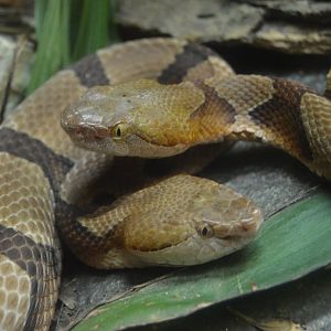 Scaly Slimy Spectacular - Georgia Extremes - Copperheads