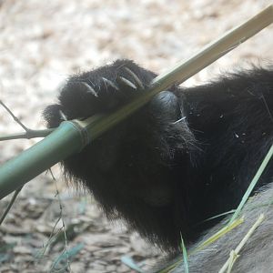 Asia - Giant Panda Habitat - Closeup of Yang Yang's Paw