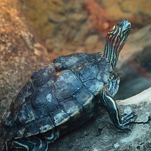 Scaly Slimy Spectacular - Yellow-blotched Map Turtle