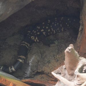 Scaly Slimy Spectacular - Guatemalan Beaded Lizard