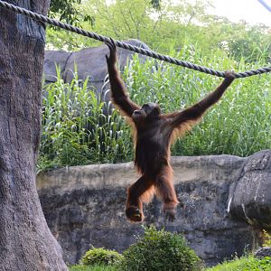 Asia - Orangutan