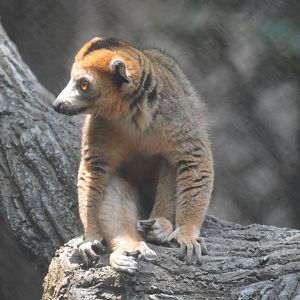 Ford African Forest - Living Treehouse - Crowned Lemur