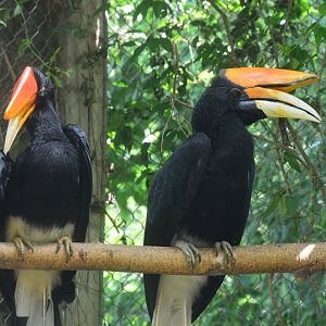 Asia - Rhinoceros Hornbill
