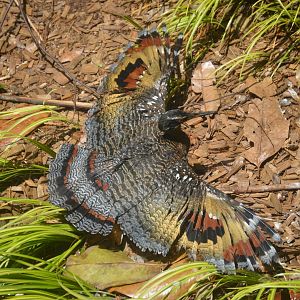 Ford African Forest - Living Treehouse - Sunbittern