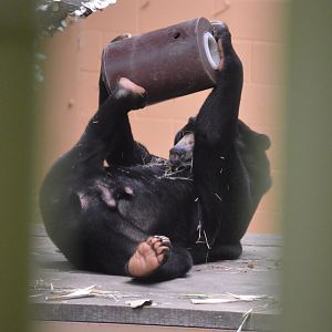 Asia - Malayan Sun Bear