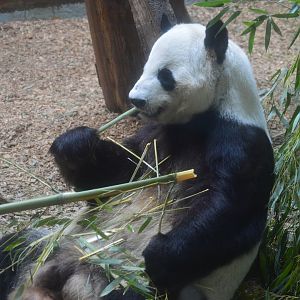 Asia - Giant Panda Habitat - Yang Yang