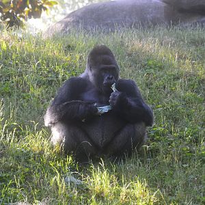 Ford African Forest - Western Lowland Gorilla