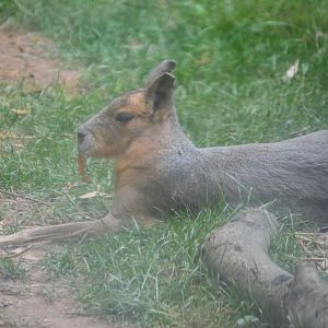 Asia - Complex Carnivores - Patagonian Mara