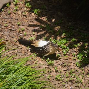 Ford African Forest - Living Treehouse - Guira Cuckoo