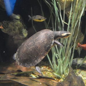 Rivers of the World - Fly River - Red-bellied Short-necked Turtle